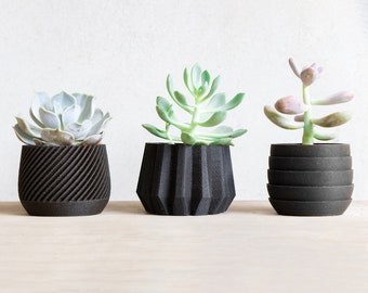 May include: Three black succulent planters with different textures and shapes. The succulents are green and white.