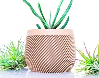 May include: A light brown planter with a spiral design, holding a green succulent plant. Two air plants are on either side of the planter.