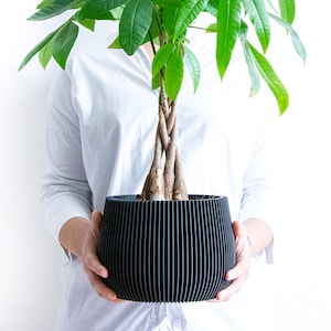 May include: A person holding a potted plant with green leaves in a black planter. The plant is a money tree, also known as a Pachira aquatica.