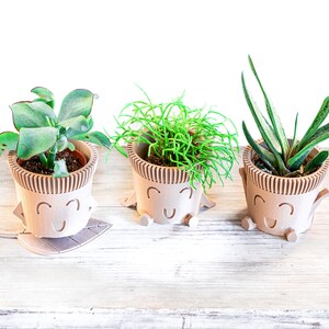 May include: Three small potted plants with smiling faces on their pots. The plants are in different types of pots and have different types of leaves.