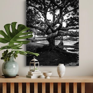 Può includere: Fotografia in bianco e nero di un grande albero con tronco e rami contorti, sullo sfondo di una spiaggia e acqua. L'immagine è esposta su una parete sopra una consolle in legno con oggetti decorativi, tra cui un vaso con una grande foglia verde.