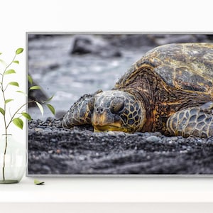 Könnte beinhalten: Eine grüne Meeresschildkröte mit gelbem Unterbauch ruht auf einem schwarzen Sandstrand. Die Augen der Schildkröte sind geschlossen und ihr Panzer ist mit Algen bedeckt.