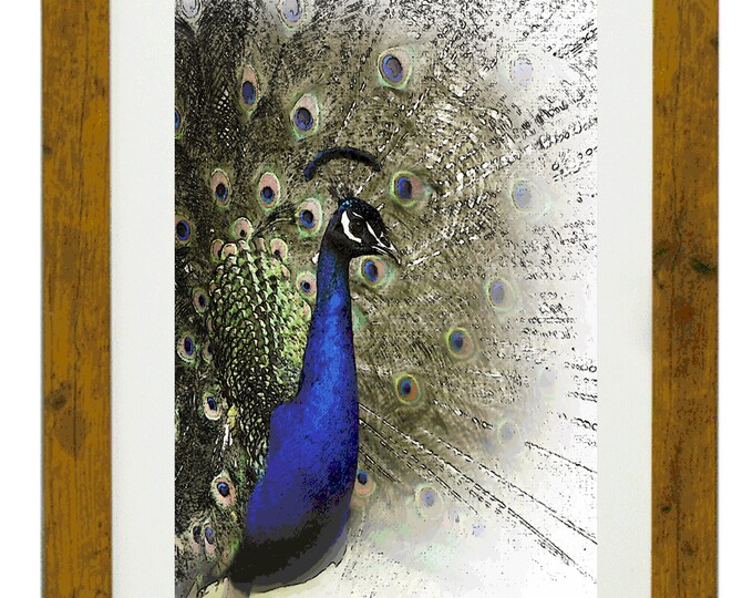 PEACOCK, Framed Limited Edition Fine Art Giclée Print, from an original Line and Wash iluustration, by Gerald Bright