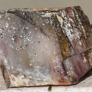 Arizona rainbow petrified wood natural fossil  Raw lapidary slab 1 lbs