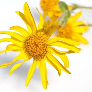 May include: A close-up of a bright yellow wildflower with a large, round center. The flower has many petals and is in full bloom.