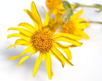 Arnica oil organic, free shipping