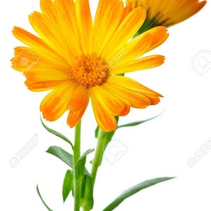 Calendula organic oil, Skin care, Baby oil