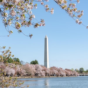 Washington DC Poster Print, Cherry Blossom Print, Washington Monument Print, Washington DC Poster, Tidal Basin Photo, Cherry Blossom Poster