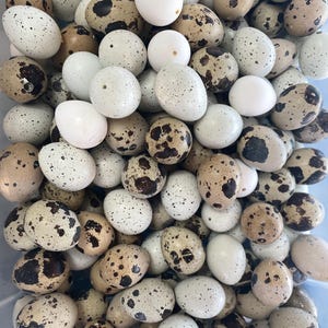 Quail blown out eggs shells Easter decoration-Easter projects-Easter craft spring wreath making