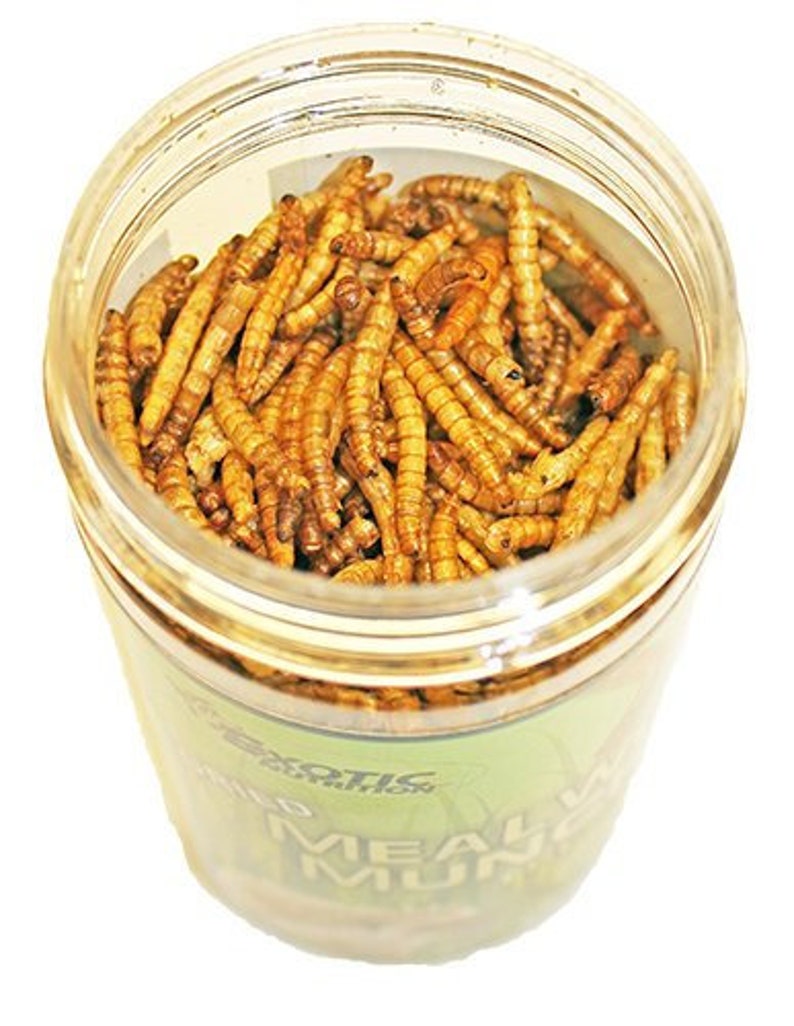 Mealworm Munchies Dried Insect Treat Sugar Gliders Etsy