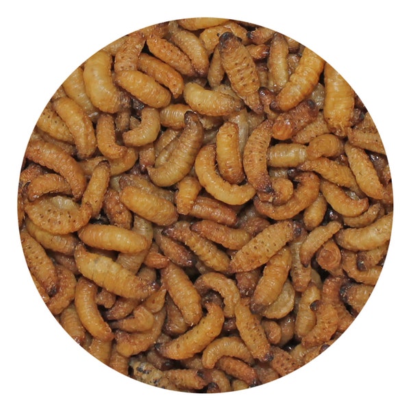 Wax Snax - Healthy Dried Insect Treat - Sugar Glider, Rat, Hedgehog, Parrot, Reptiles, Amphibians, Insectivores & Other Pets