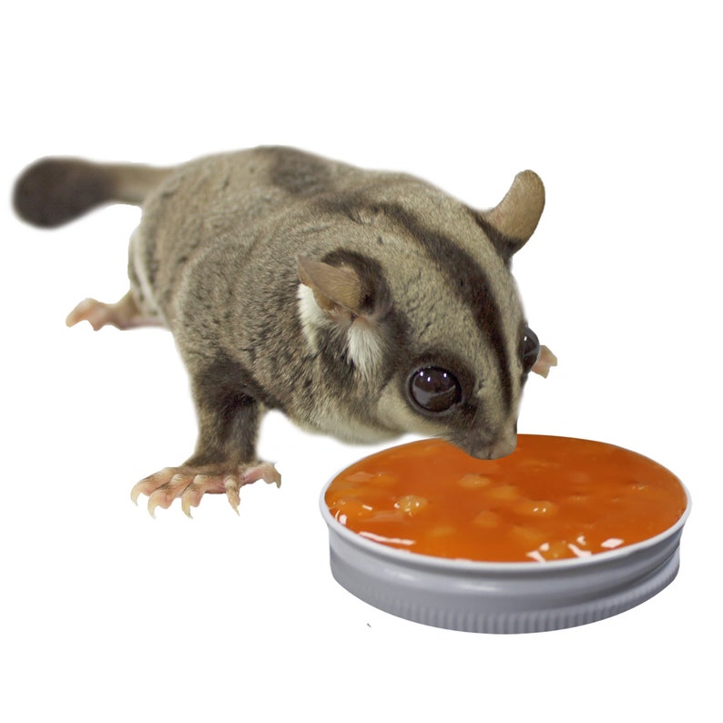 Sugar Glider Deluxe Food Starter Package Healthy Diet & Etsy