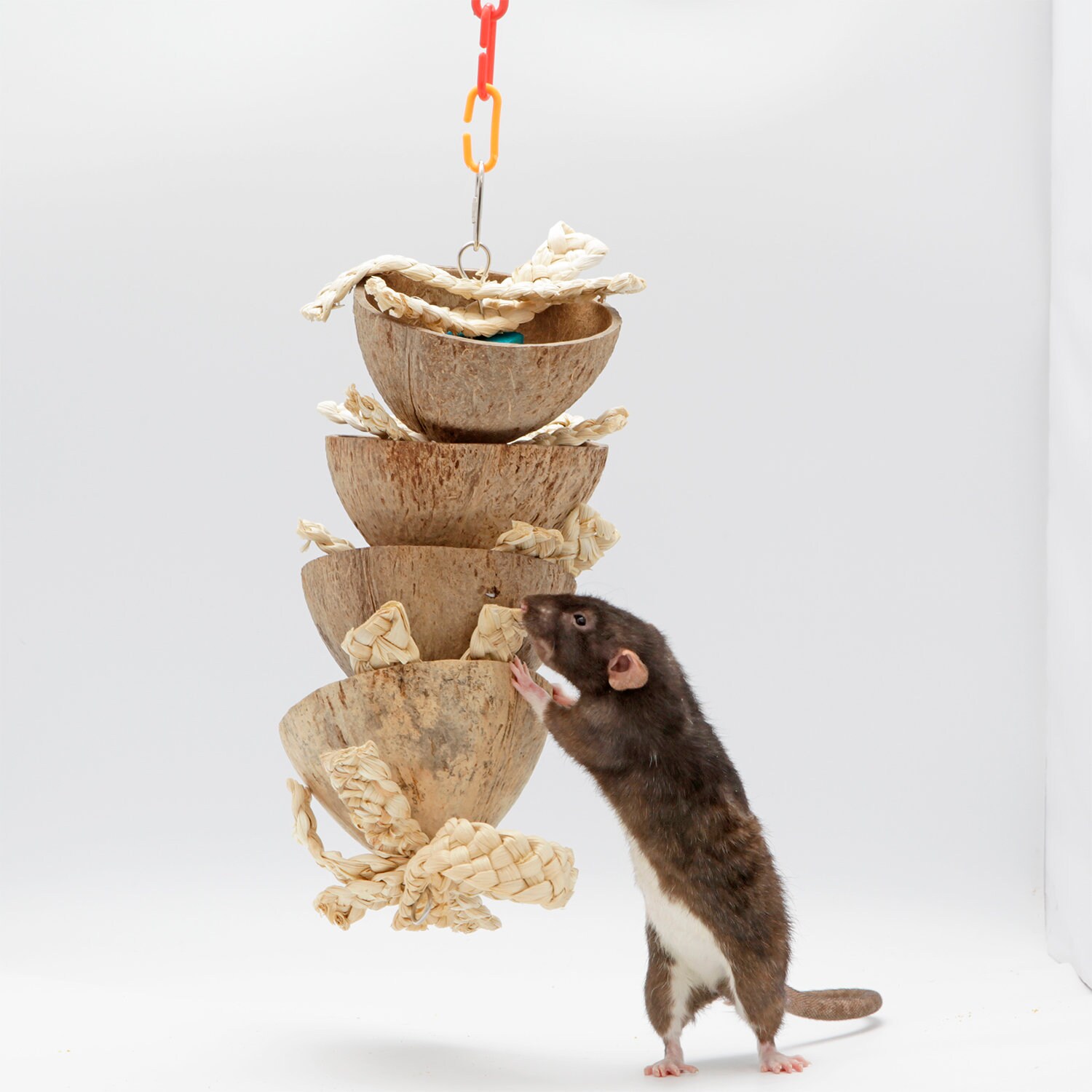 Forage Tower Fun & Unique Forage Toy Sugar Glider Rat Etsy