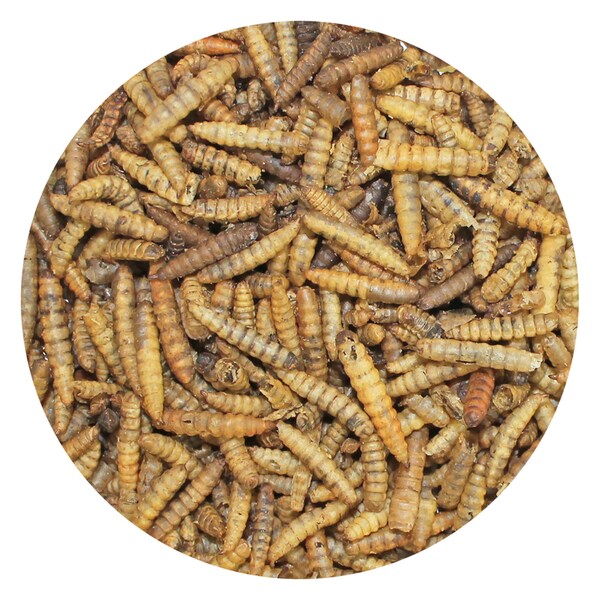 Dried Black Soldier Fly Larvae - Calcium Rich Worms - Healthy Insect Treat - Sugar Glider, Rat, Hedgehog, Reptile, Insectivores & Other Pets