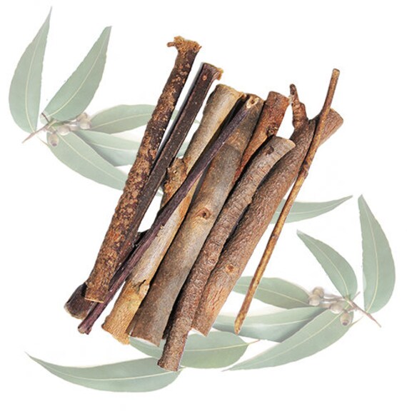Eucalyptus Branches Healthy & Unique Treat Sugar Glider Etsy