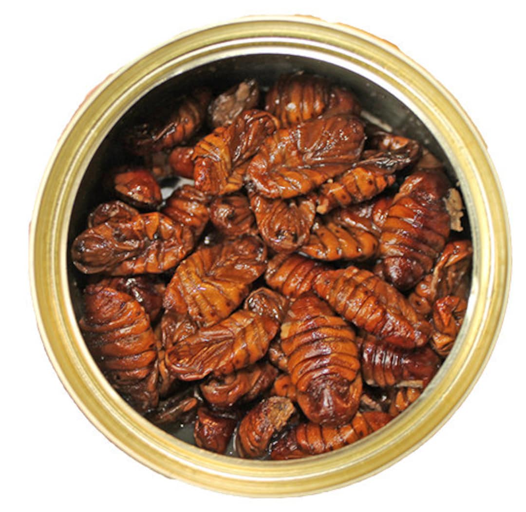Canned Silkworm Pupae Healthy High Protein Treat for Hedgehogs, Sugar  Gliders, Reptiles, Chickens, Lizards, & Other Insectivores -  Canada