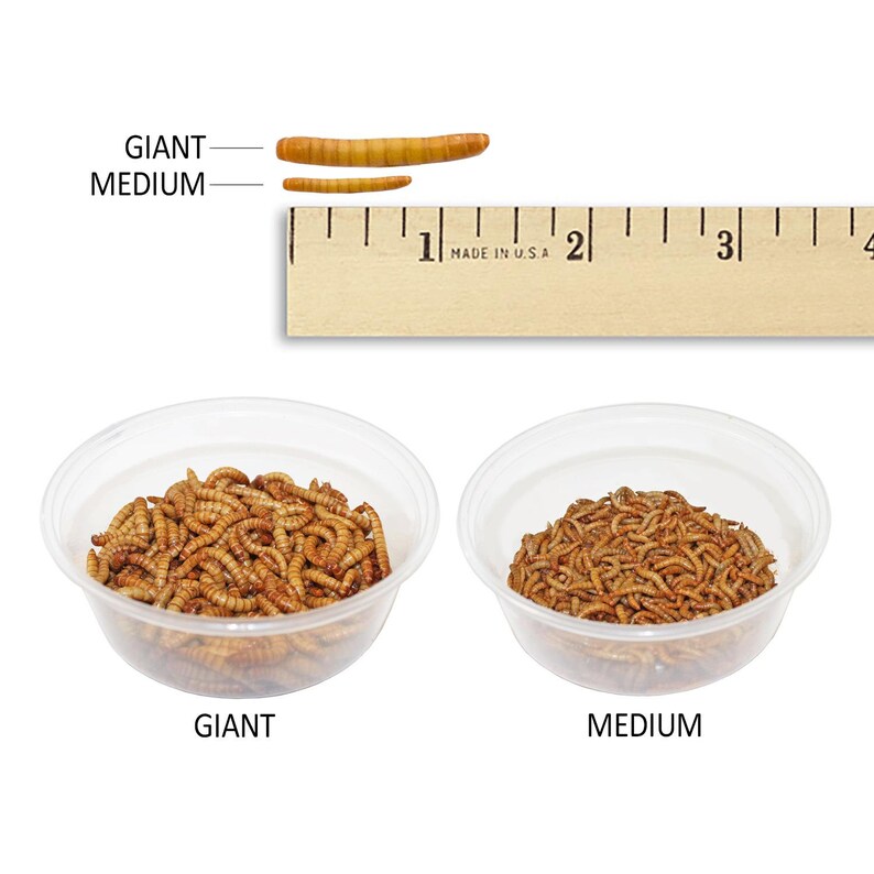 Mealworm Breeder Kit Raise Live Feeder Mealworms Etsy