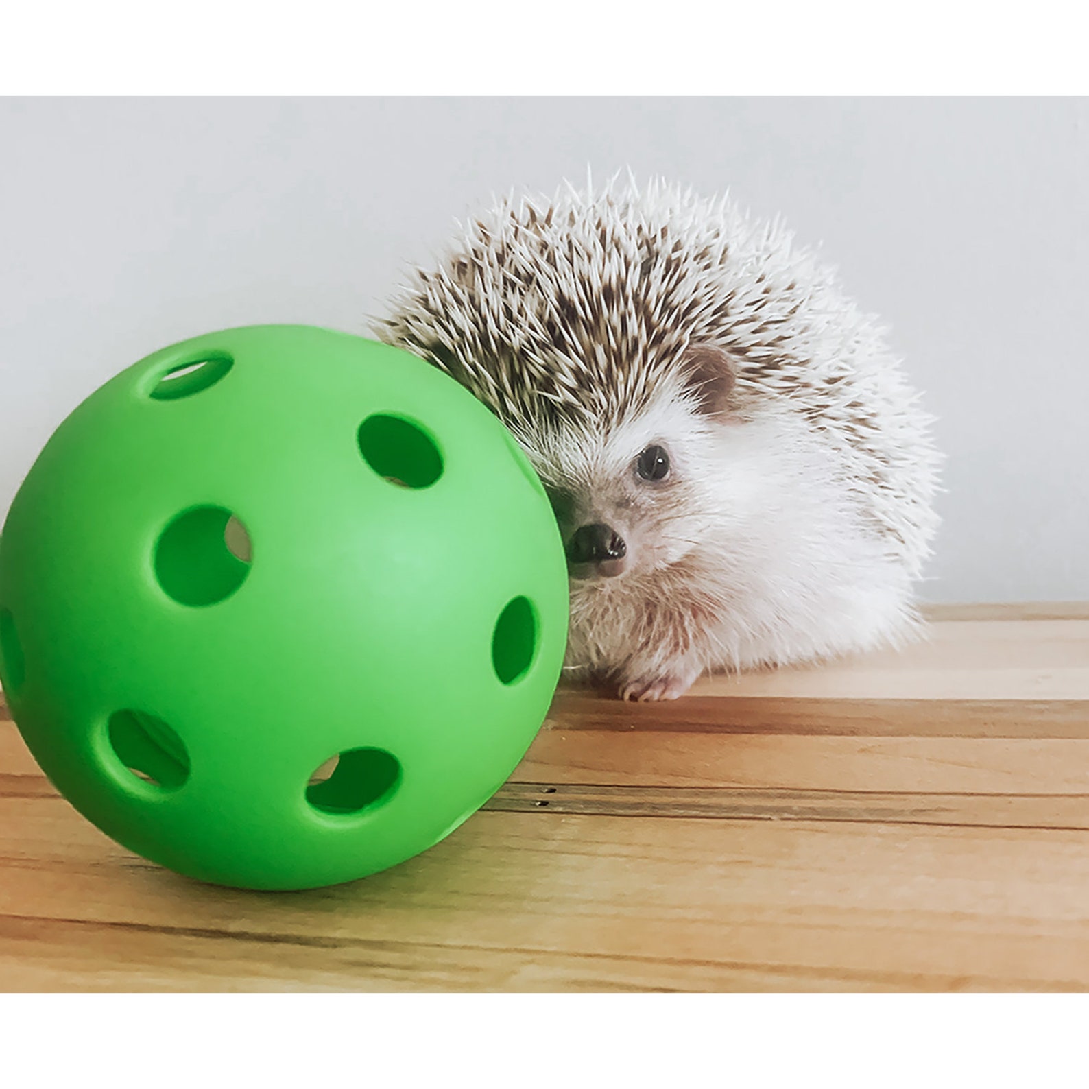 Hedgehog Ball Interactive Small Pet Rolling Toy Hedgehogs Etsy