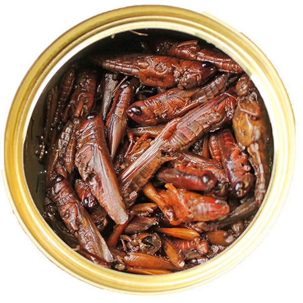 Canned Grasshoppers - Healthy High Protein Treat for Hedgehogs, Sugar Gliders, Reptiles, Chickens, Lizards, Birds, Fish & other Insectivores