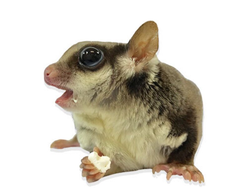 All Natural Yogurt Drops for Sugar Glider Rat Chinchilla Etsy