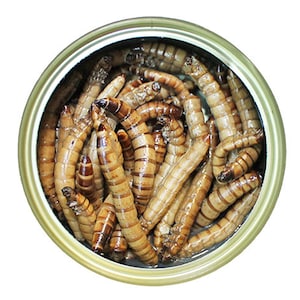 Canned Superworms - Gesunde High Protein Treat für Igel, Zuckergleiter, Reptilien, Hühner, Eidechsen, Vögel, Fische, & andere Insektenfresser