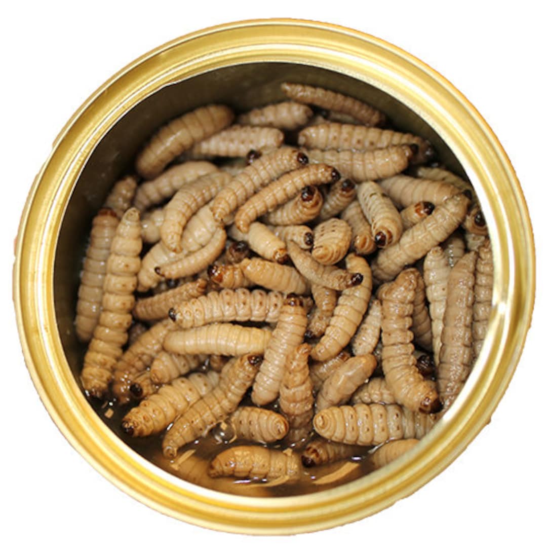 Canned Wax Worms Healthy High Protein Treat for Hedgehogs, Sugar Gliders,  Reptiles, Chickens, Lizards, Bearded Dragons & Other Insectivore 