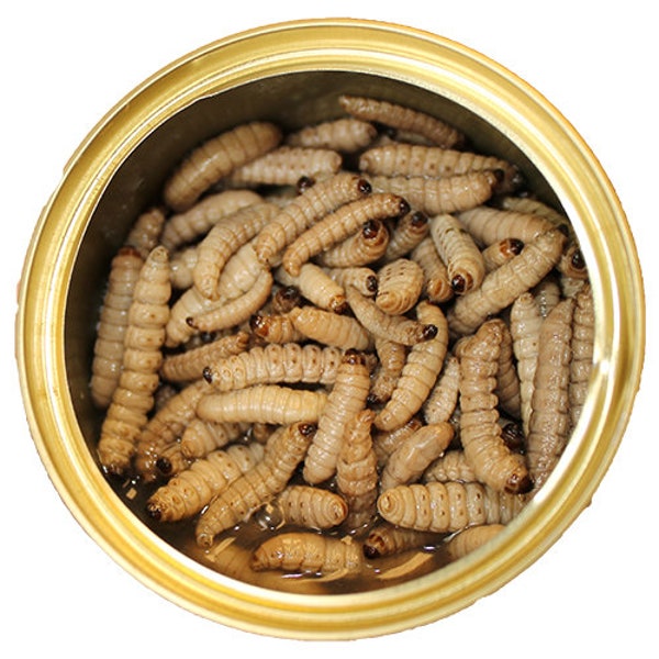 Canned Wax Worms - Healthy High Protein Treat for Hedgehogs, Sugar Gliders, Reptiles, Chickens, Lizards, Bearded Dragons & other Insectivore