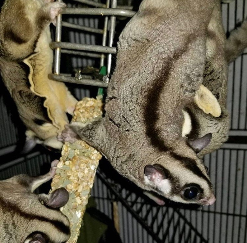 Eucalyptus Sticks Healthy & Unique Treat Sugar Glider Etsy