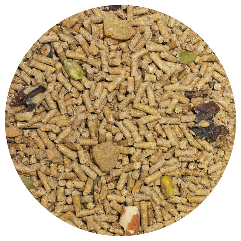 squirrel food squirrel food