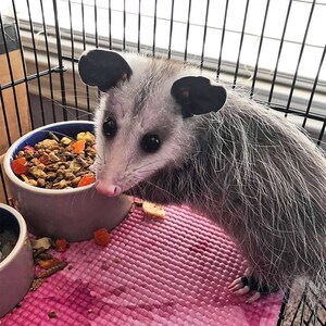 Opossum Complete Healthy and Natural Food Complete Diet for Short