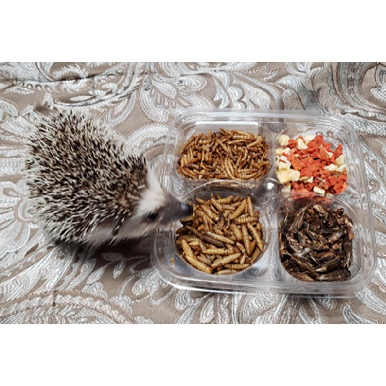 Hedgehog Treat Variety Pack Healthy & Unique Treat Etsy