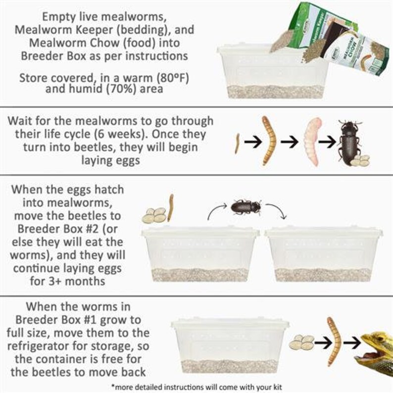 Mealworm Breeder Kit Raise Live Feeder Mealworms Etsy