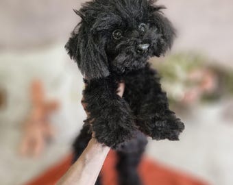 Realistic Black Poodle Puppy – Handmade Poseable Collectible Dog Sculpture