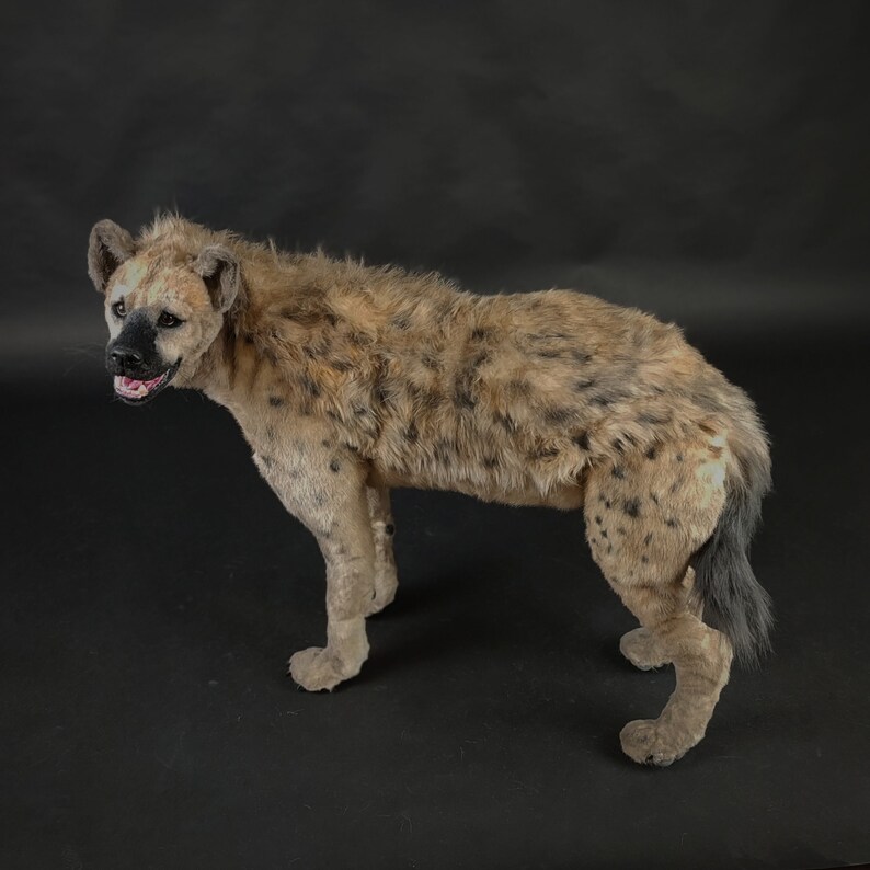 Spotted Hyena Realistic Art Doll Artificial Stuffed Animal | Etsy