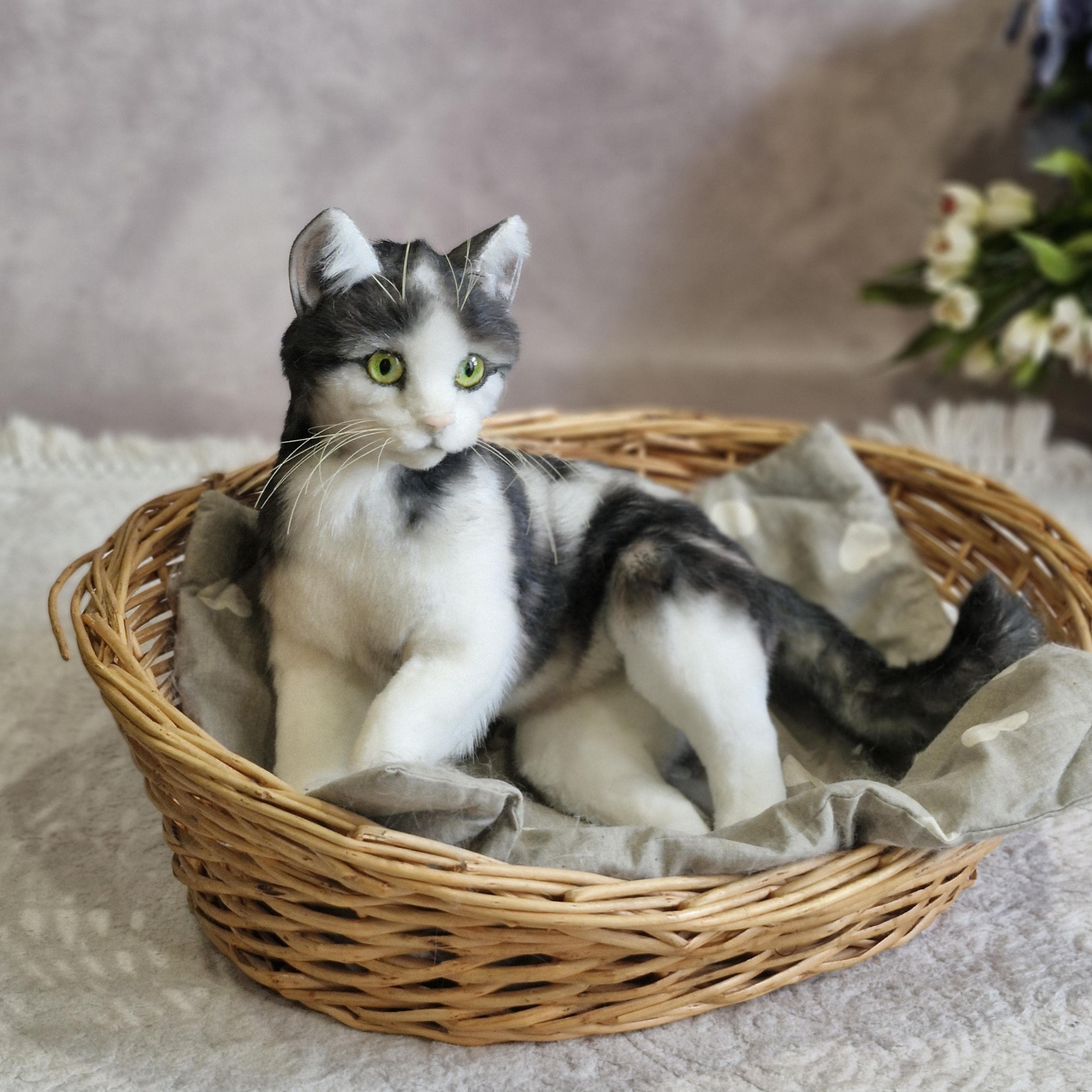 Kitten Reborn Australia