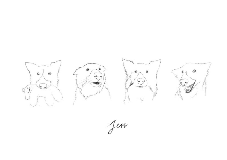 May include: A black and white line drawing of four dogs. The dogs are all looking at the viewer. The dog on the left is holding a toy in its mouth. The text "Jess" is written below the dogs.