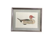 Duck Decoy Etching, hand colored by Arthur Nevin. Mallards, Duck Decoy, Pintail Drake Decoy