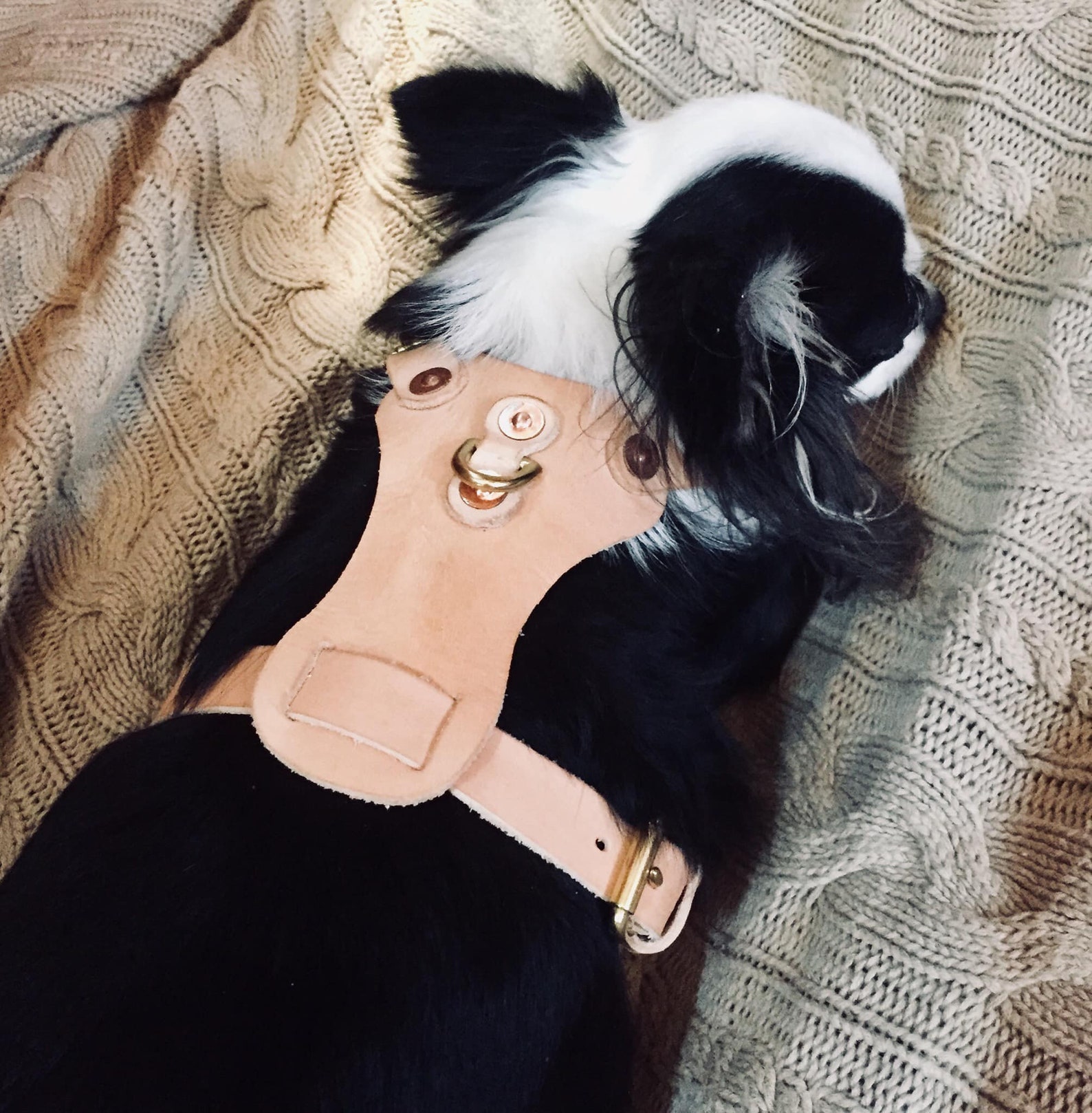 Leather Mini Dog Harness PDF Pattern Etsy