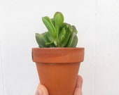 Mature Jade Plant - Easy care house plants Crassula Ovata Skinny Fingers