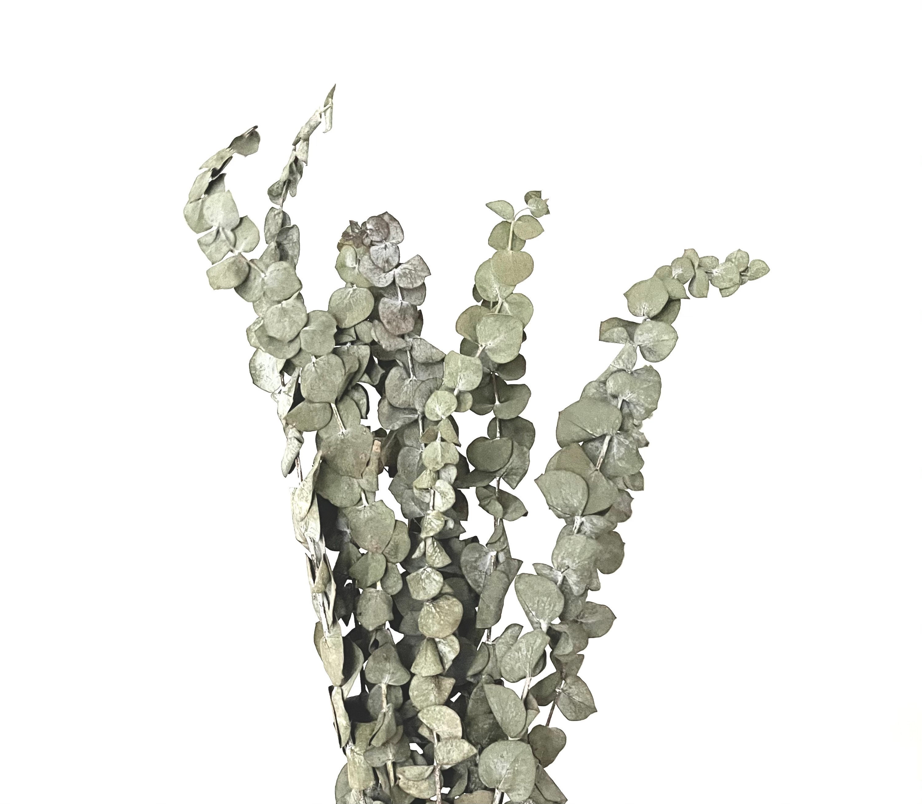 Natural dried real eucalyptus branches bundle Etsy