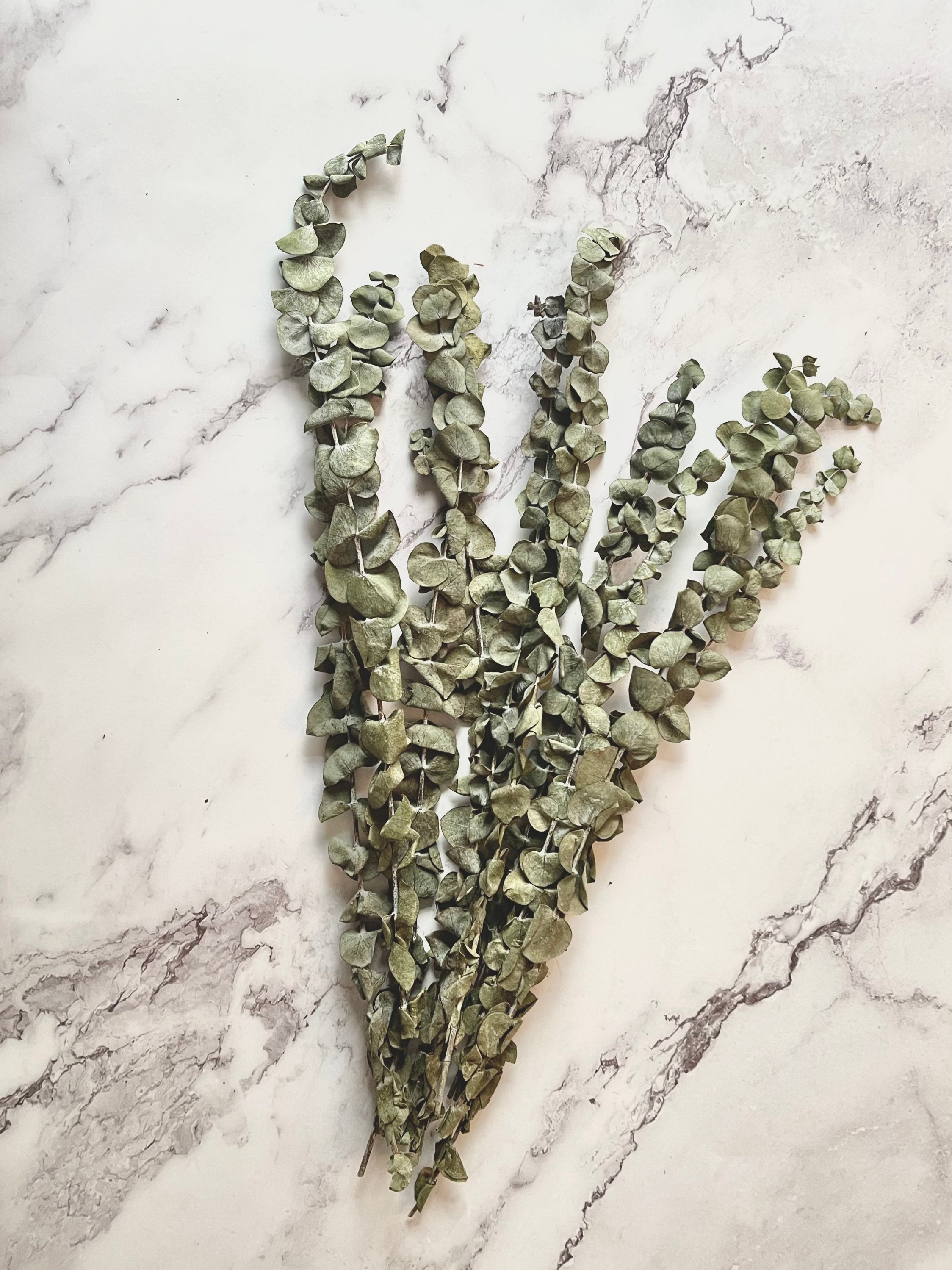 Natural dried real eucalyptus branches bundle Etsy