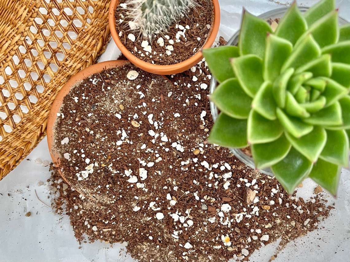 Organic succulent and cactus compost mix for indoor or outdoor Etsy