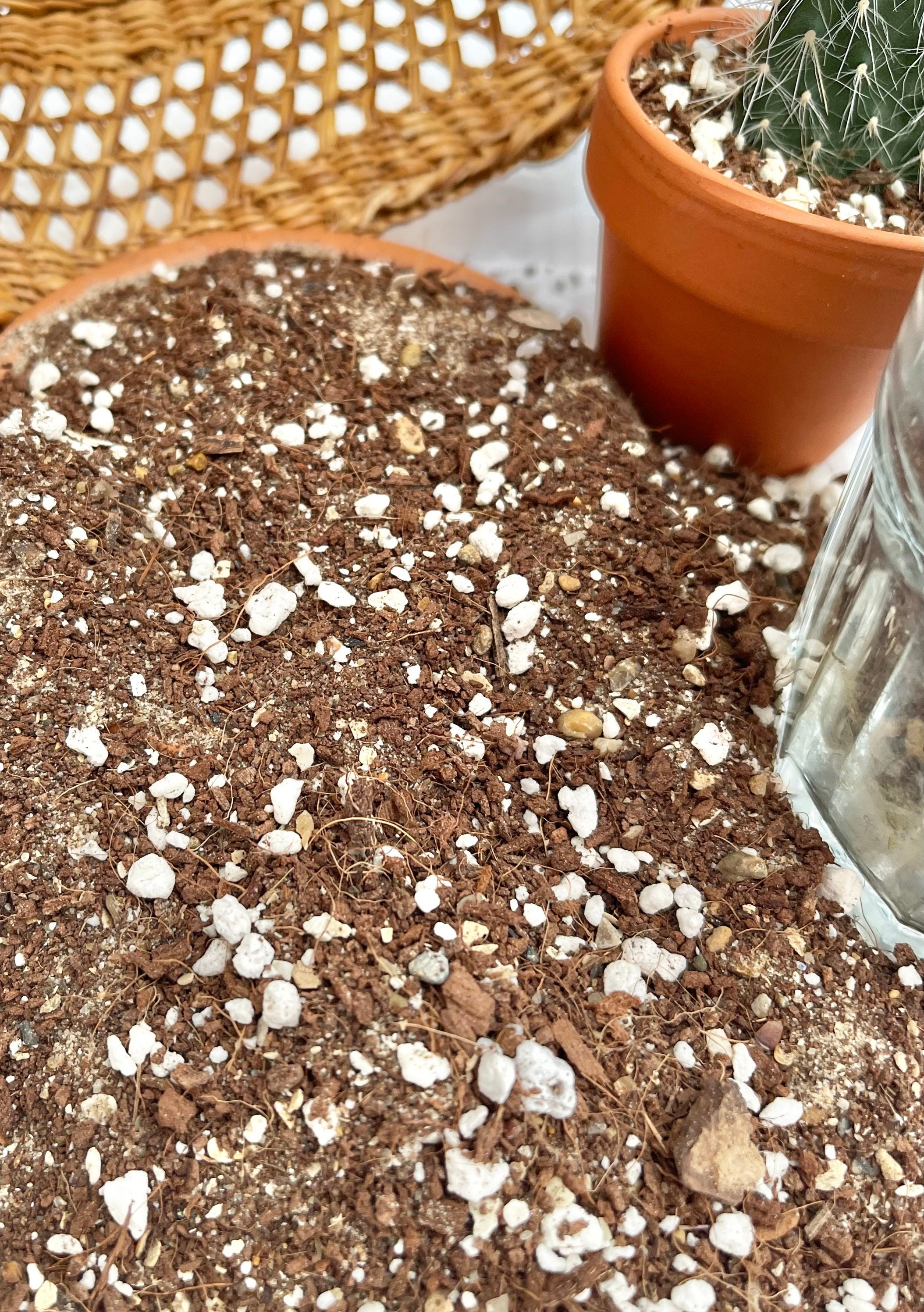 Organic succulent and cactus compost mix for indoor or outdoor Etsy