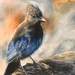 Stellars jay fine art giclee print