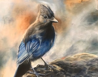 Stellars jay fine art giclee print