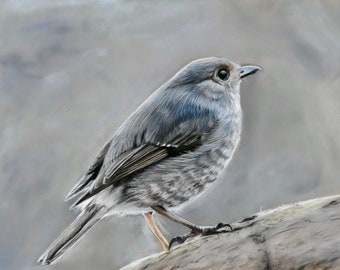 Little silver song bird