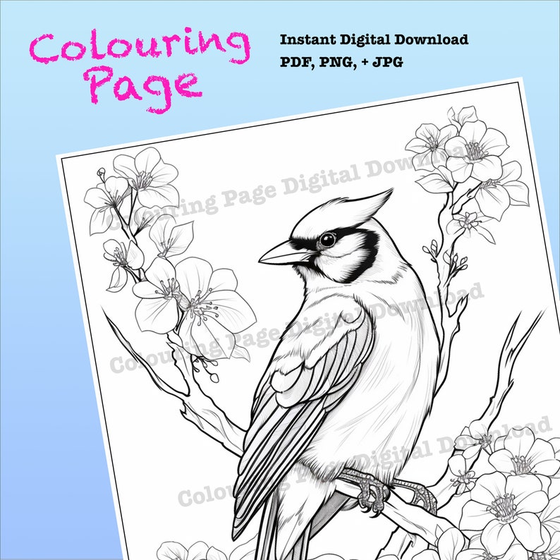 Blue Jay Bird Printable Colouring Page Digital Download - Etsy