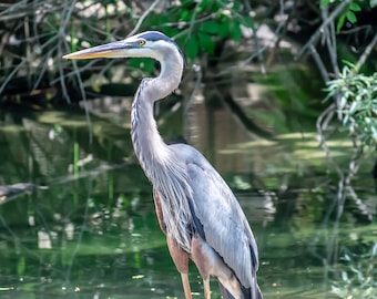 Swamp Heron, Full Color Nature/Animal, Photograph/Picture, Open Edition