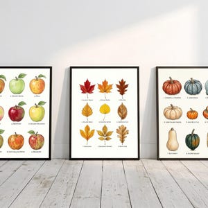 May include: Three framed wall art prints featuring botanical illustrations. The left print displays nine apple varieties, the center print shows nine different autumn leaves, and the right print depicts nine types of pumpkins and squash.