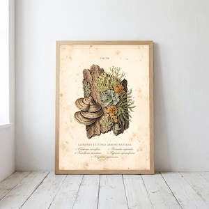 May include: A framed botanical print on aged paper featuring a detailed illustration of various lichens and fungi growing on tree bark. The text reads TAB. VIII. and LICHENES ET FUNGI ARBORI NATURAE, followed by a numbered list of species names.